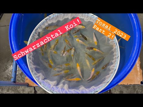 Schwarzachtal Koi. Die Tosai für 2023 Teil 2!