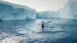 Silversea Cruises: Live the Authentic Beauty of Antarctica Silversea Cruises: Live the Authentic Beauty of Antarctica