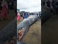 Kerala Kozhikode 50ft Blue Whale Shortsfeed News Shortsvideo Youtubeshorts Shortsviral Kerala