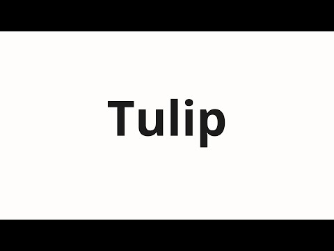 How to pronounce Tulip