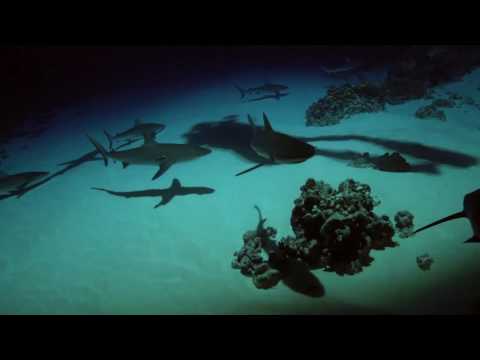 Gombessa team night diving among 700 grey reef sharks to study their natural feeding behavior