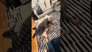 Video preview image #1 American Staffordshire Terrier-Bulldog Mix Puppy For Sale in Arlington, VA, USA