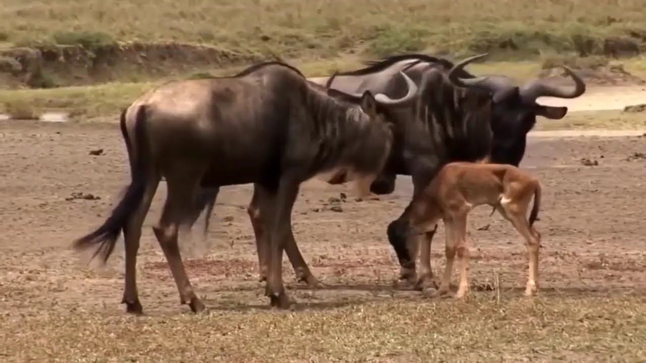 David Attenborough's - Great Migration