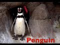 Alphabet ABC SONG With Sea Animals Sounds KIDS Science Part 2