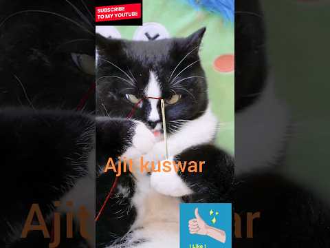 funny cat viral video #shorts #cat #viral #youtubeshorts #cute #kitten #ai cat #animals #funny cat