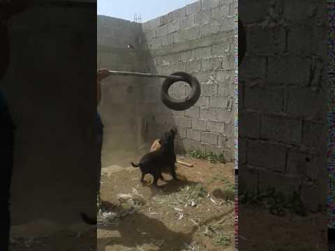 تدريب الكلاب على الهجوم