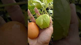 Download lagu Fantastic jumbo ground cherries as big as a chicken egg #jumboground cherries #ground cherries mp3
