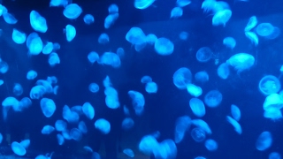 ［PS4版Subnautica実況］ハードコアな2周目2日目［生放送］