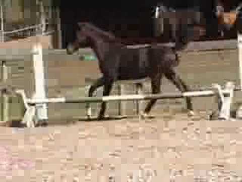 Freeman DSF (Freestyle x Pioendaula) Colt at 5 months