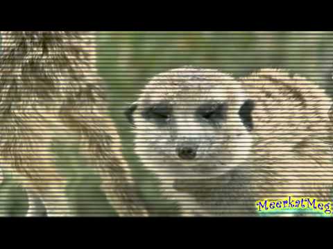 Tribute to Rocketdog