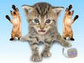 Kitties Singing Joy-Joy-Joy! 