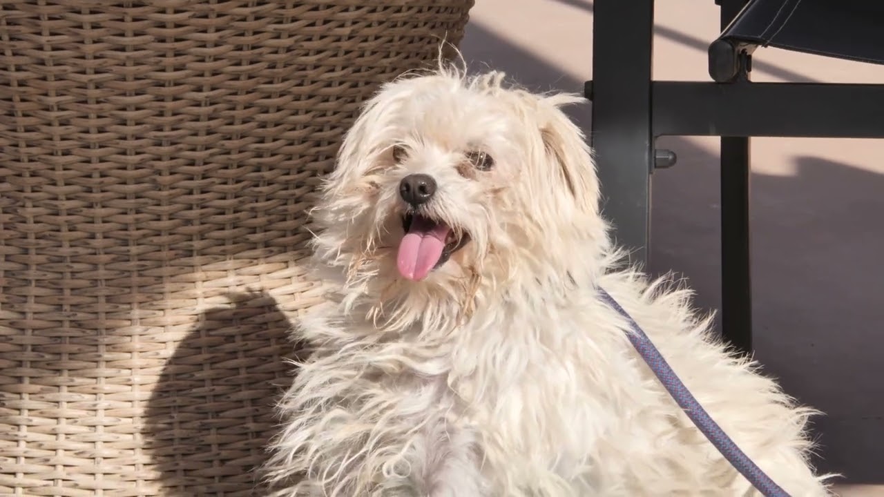 Enlarge Foster or Adopter in calm home needed for partially blind boy, a Adoptable mixed breed in San Marcos, CA video 2/4
