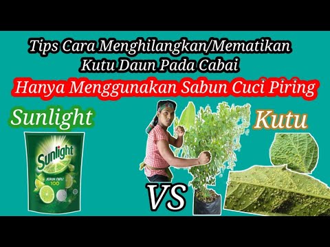 , title : 'Tips Cara Menghilangkan Kutu Pada Daun Cabai|Kutu daun||Daun Kriting'