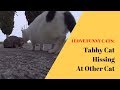 Tabby Cat Hissing At Other Cat