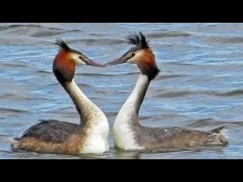 Potápka chochlatá (Podiceps cristatus) – slávny „weed dance“ tok dvojice