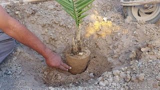 تعلم افضل المعلومات عن زراعة فسائل النخيل من السندانه الى الارض#فسائل_النخيل