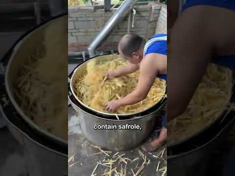 This is the camphor tree, source of camphor essential oil #shorts