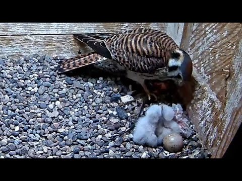 Wisconsin Kestrel | Fourth egg hatched, Mom feeding newly hatched baby | May 22, 2022