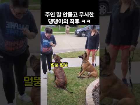 주인 말 안듣고 무시한 댕댕이의 최후. 개웃김
