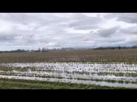 2021.02.20 Murmuration outside Lynden WA - a raptor going after snow geese!