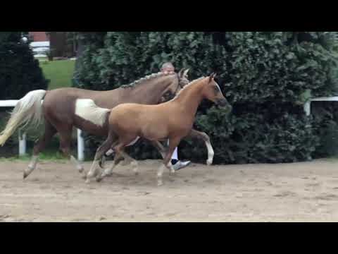 Auktionsfohlen Nr 58 SF v. FS Numero Uno - The Breas my Mobility