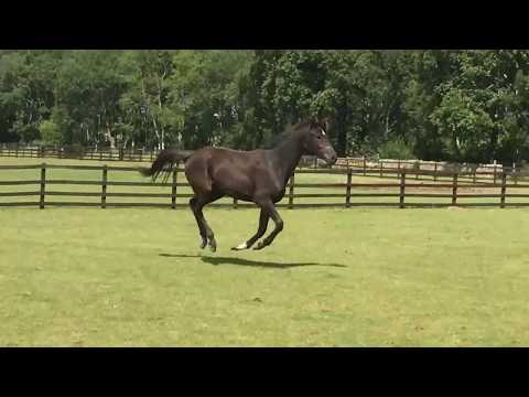 Simply Amour: San Amour x Johnson 2 year old filly