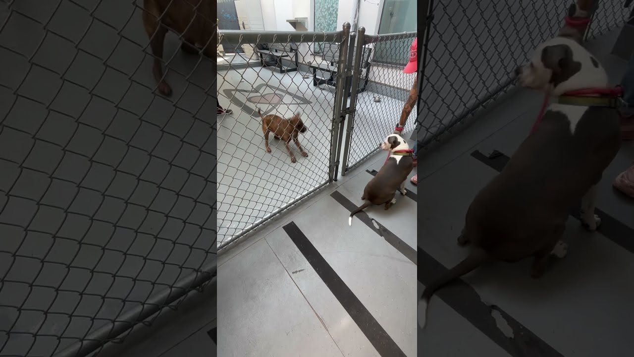 Enlarge Rolo, a Adoptable mixed breed in Philadelphia, PA video 6/6