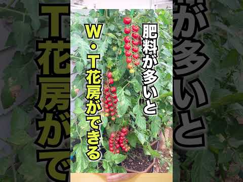 トマトを早く育てるための基本 2022