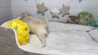 チワワ（ロング）の動画01