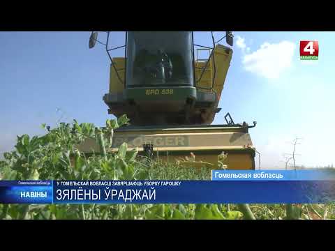Больше, чем в прошлом году. Уборка зелёного горошка завершается на полях Гомельщины