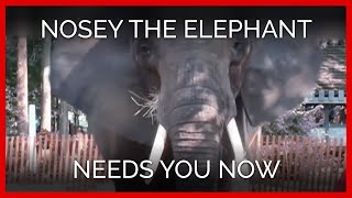 Nosey the Elephant Needs You Now