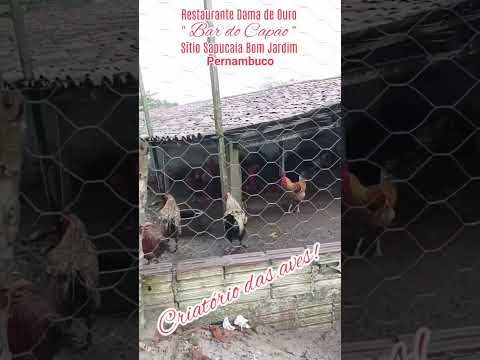 Restaurante Dama de Ouro o famoso Bar do Capão em Bom Jardim PE. #pernambuco #bomjardim #gastronomia