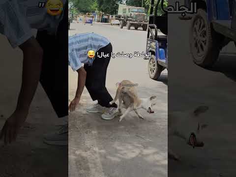 يا عيال الكلب هذا جاب لي جلطة فعلاً 😂 من يشتي الجزء الثاني؟