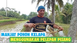 Download lagu Cara Manjat pohon kelapa menggunakan pelepah pisang mp3 Download lagu Cara Manjat pohon kelapa menggunakan pelepah pisang mp3