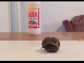 Snail and Salt Experiment (Timelapse)