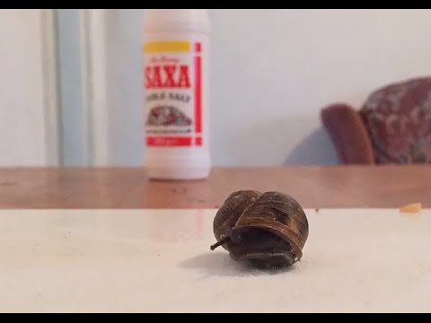 Snail and Salt Experiment (Timelapse)