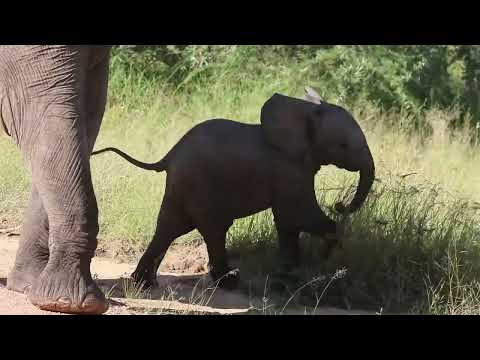 SAFARI WITH WILDLIFE DREAMS -FEBRUARY 2023 IN KRUGER NATIONAL PARK