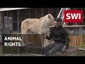 Is It Ethical To Have Big Cats In The Circus