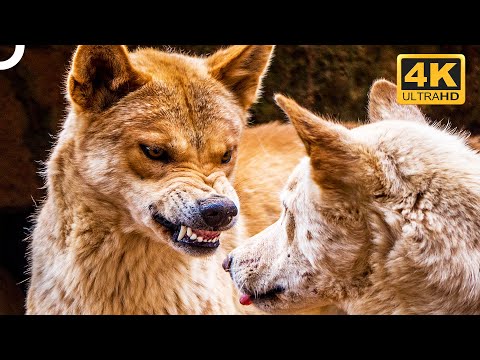 THE WILDEST ANIMALS OF AUSTRALIA | WILDLIFE DOCUMENTARY | 4K ANIMAL DOCUMENTARY