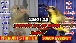 Download lagu suara pikat burung kecil kombinasi prenjak satarter dan cecretan sogon ampuh pikat burung liar a30 mp3