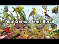 Suara Pikat Semua Jenis Burcil Sirtu Prenjak Atas Sogon Kolibri Dan Burcil Kebun