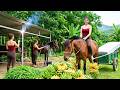 Building A Strong Horse Stable Before Winter Comes Village Life