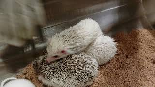 ハリネズミカフェ行ってきた！  スライドショー