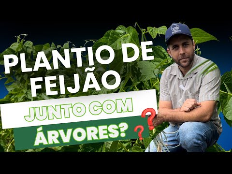 🌱 Plantio de Feijão em Agrofloresta: Nutrição, Regeneração e Produtividade 🌳✨