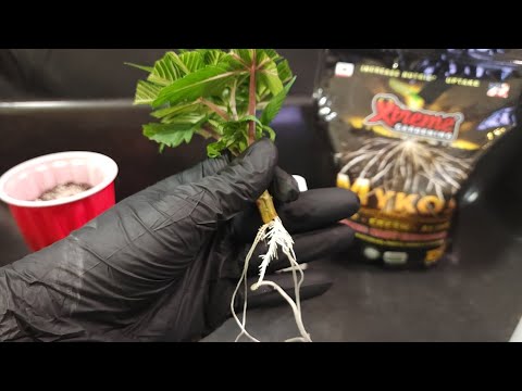 90s Blues by Dj Short Seeds 🫐  clone of number 1's top ✌️ after 14 days in the cloner