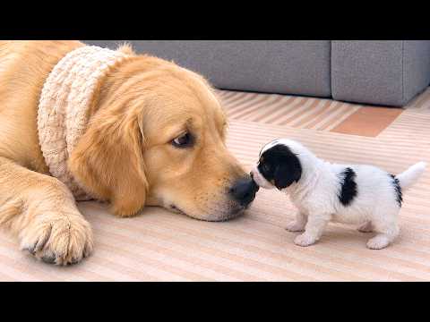 YouTube 썸네일
