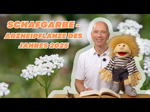 Schafgarbe erklärt: Wirkung, Anwendung & Mythologie (Arzneipflanze 2025)