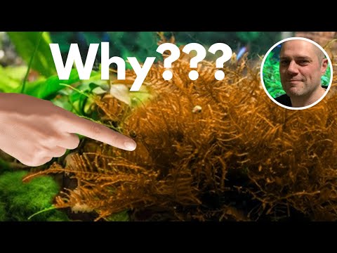 Banishing the Brown: Tips to Keep Your Java Moss Green and Lush