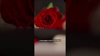 כל קוץ בעיר הוא שושנה במדבר- איסור ייחוד גבר ואשה זרים (הרב אברהם מלמד) - התמונה מוצגת ישירות מתוך אתר האינטרנט יוטיוב. זכויות היוצרים בתמונה שייכות ליוצרה. קישור קרדיט למקור התוכן נמצא בתוך דף הסרטון