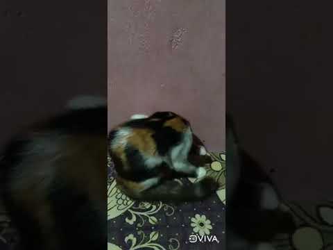 This is the time for clean my self😻meow🐈🐈🐈